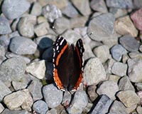 Red Admiral Butterfly